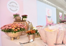 Sollinea is een nieuwe serie potplanten met lepelvormige bloemen in een uitgebreid kleurenpalet.   ‘Attracting the young generation (genZ)’